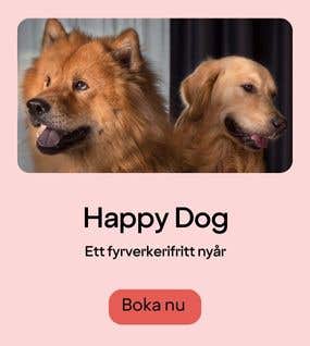 Happy Dog 2023