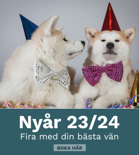 Nyår 2023 - hundrum