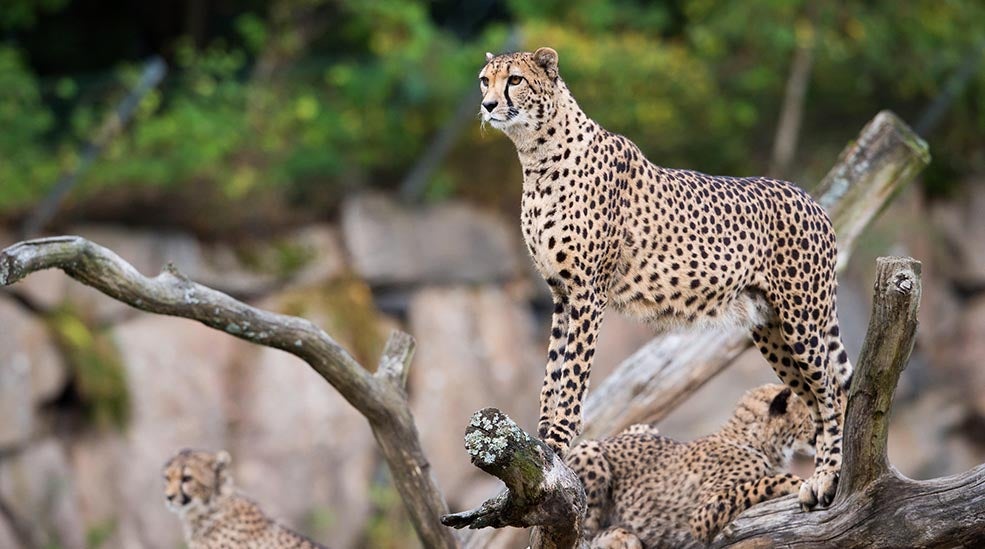 Paket med Borås djurpark