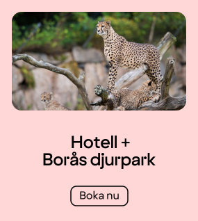 Borås djurpark - Packtivity