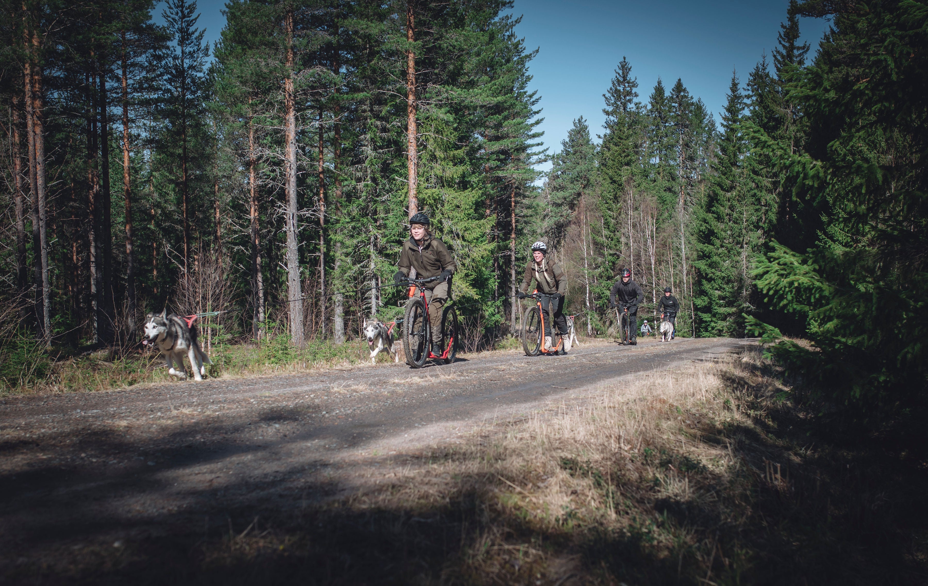 Dogscootering - ett fartfyllt äventyr väntar!